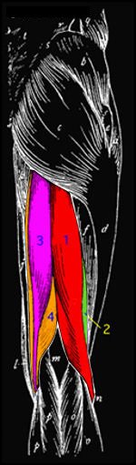 sketch-natural-bodybuilding-3dmusclejourney-jeff-alberts-hamstrings