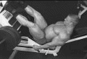 Leg press