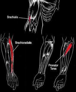 Forearms-Muscle-Anatomy