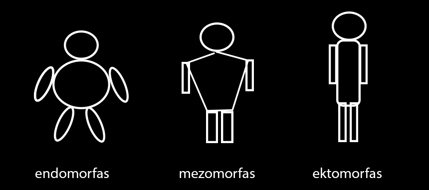 Endomorphs, mesomorphs, ectomorphs