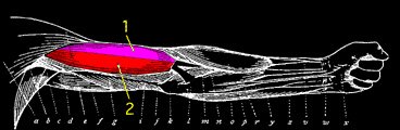 BicepsInternal