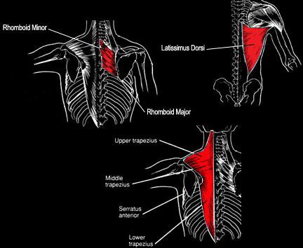 Anatomy of the back muscles