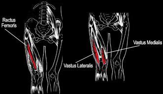 Anatomy of the quadriceps muscle